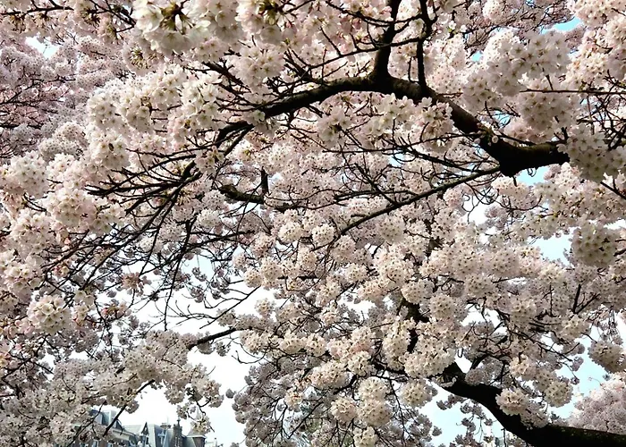 Residenz Stadslogement Отель 3*